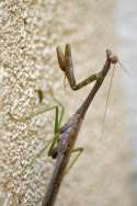 Chinese Mantid