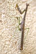 Chinese Mantid