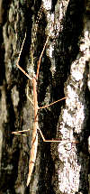 Walkingstick