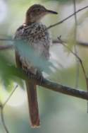 Brown Thrasher