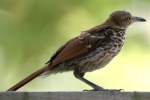 Brown Thrasher