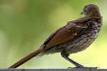 Brown Thrasher