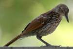 Brown Thrasher