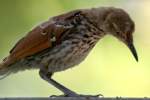 Brown Thrasher