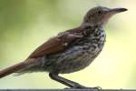 Brown Thrasher