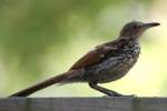 Brown Thrasher