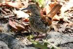 Brown Thrasher