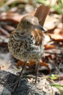 Brown Thrasher