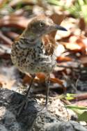 Brown Thrasher