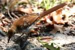 Brown Thrasher