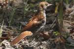 Brown Thrasher