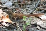 Brown Thrasher