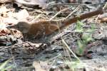 Brown Thrasher