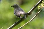 Northern Mockingbird