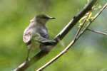 Northern Mockingbird