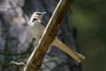 Northern Mockingbird