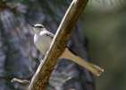 Northern Mockingbird