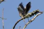 Northern Mockingbird