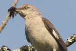 Northern Mockingbird