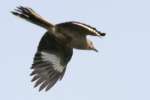 Northern Mockingbird