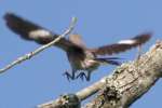 Northern Mockingbird