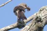 Northern Mockingbird