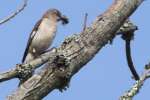 Northern Mockingbird