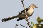 Northern Mockingbird