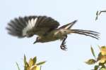 Northern Mockingbird