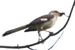 Northern Mockingbird