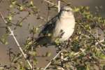 Northern Mockingbird