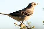 Northern Mockingbird