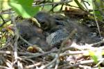 Northern Mockingbird