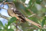 Northern Mockingbird