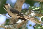 Northern Mockingbird