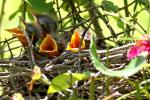 Northern Mockingbird