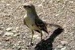 Northern Mockingbird