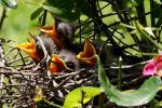 Northern Mockingbird