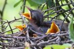 Northern Mockingbird