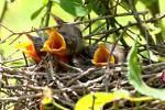 Northern Mockingbird