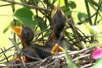 Northern Mockingbird