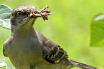 Northern Mockingbird