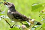 Northern Mockingbird