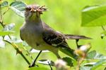 Northern Mockingbird