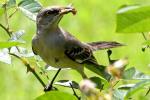 Northern Mockingbird