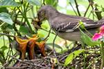 Northern Mockingbird