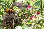 Northern Mockingbird