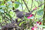 Northern Mockingbird