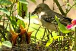 Northern Mockingbird