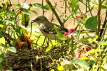 Northern Mockingbird